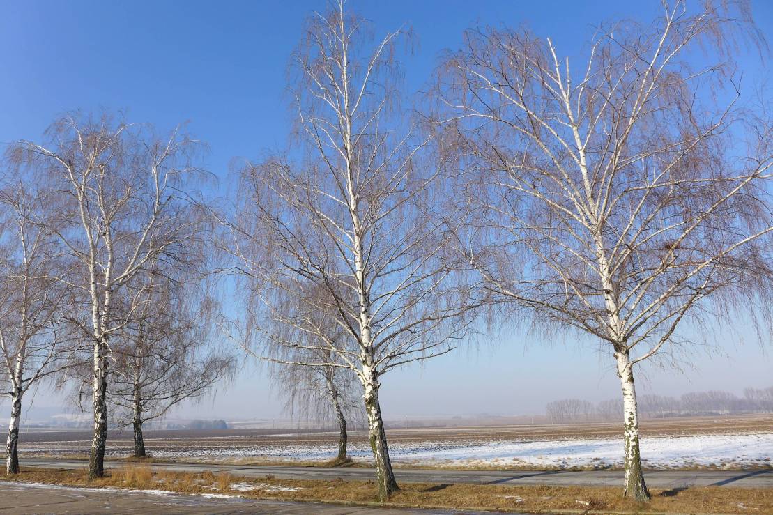 2017-01-27  Morava na bílo  008