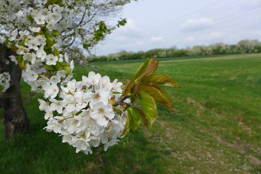 2017-04-15  Únětice  W002