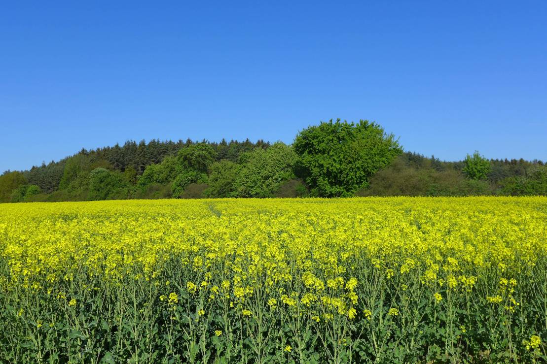 2017-05-11  Plzeňské resty  W008