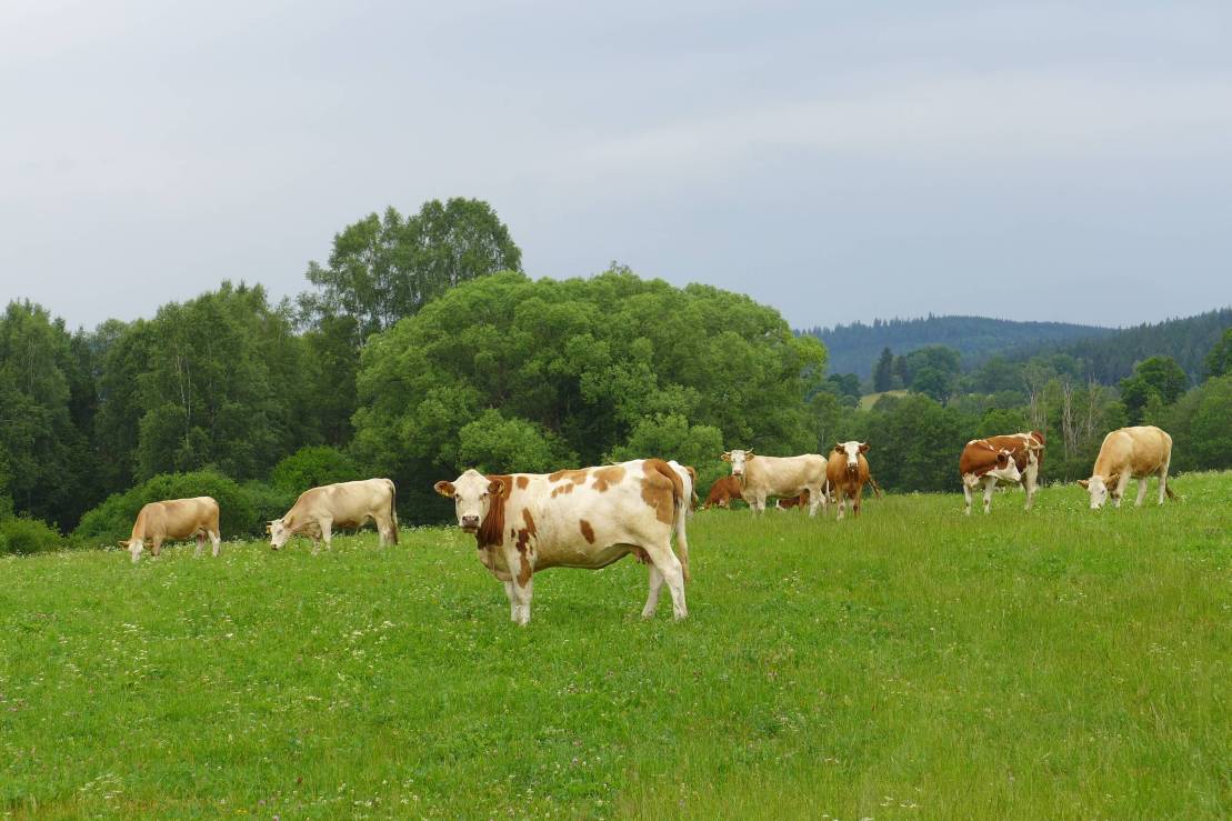 2017-06-27  Stříbrná Kvilda  W001