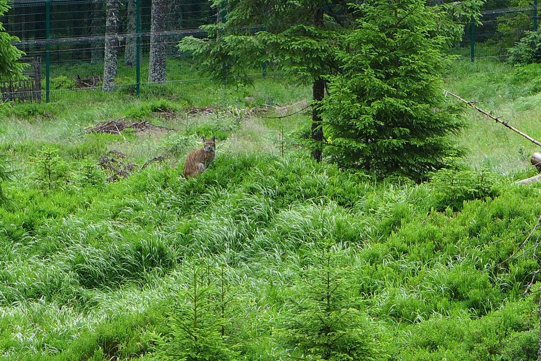 2017-06-29  Stříbrná Kvilda  W023