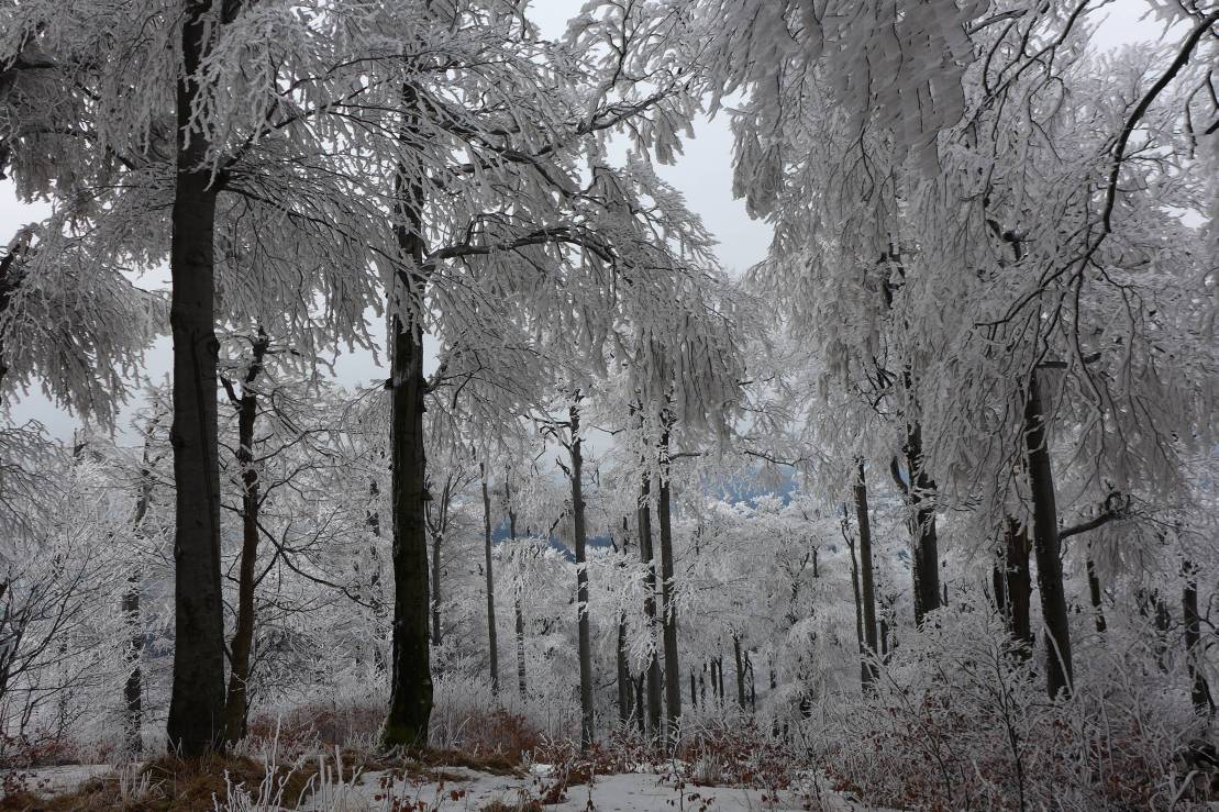 2018-01-13  Kocouří pánská jízda  W018