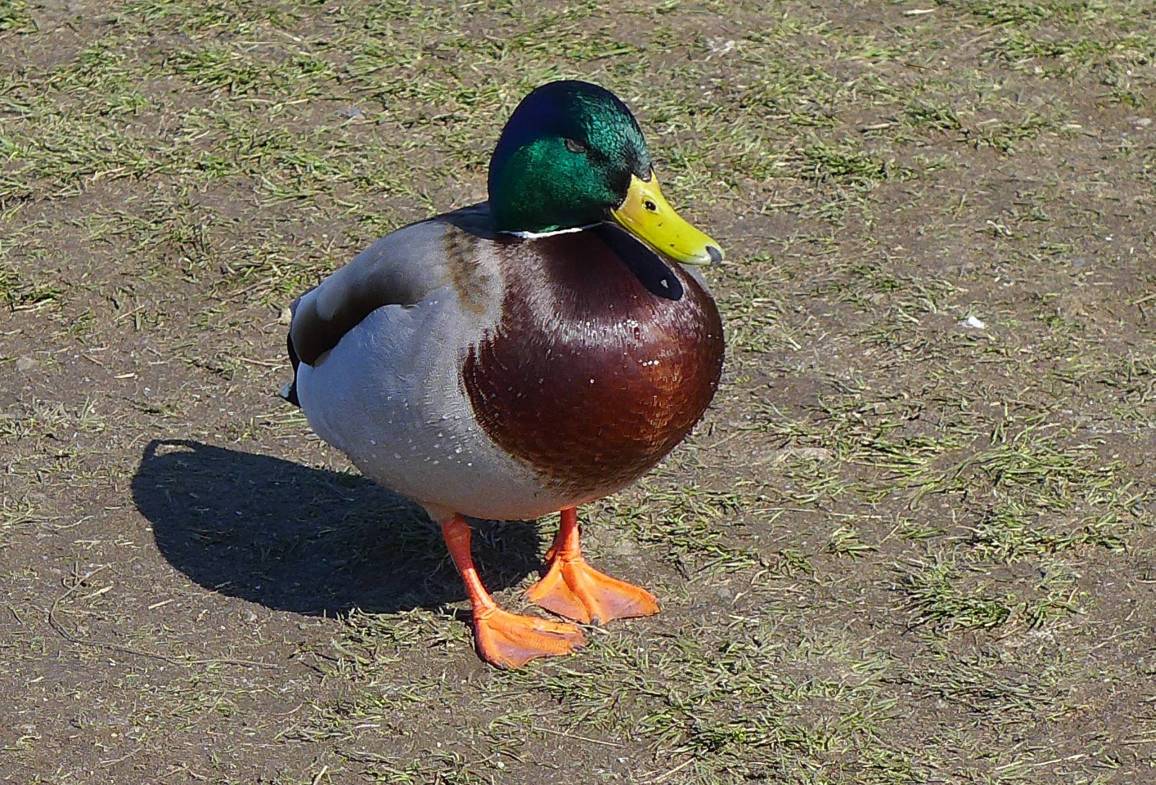 2018-03-20  Předjaří na Sázavě  W002