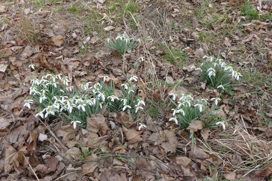 2018-03-30  Dvořákova Nelahozevec  W024a