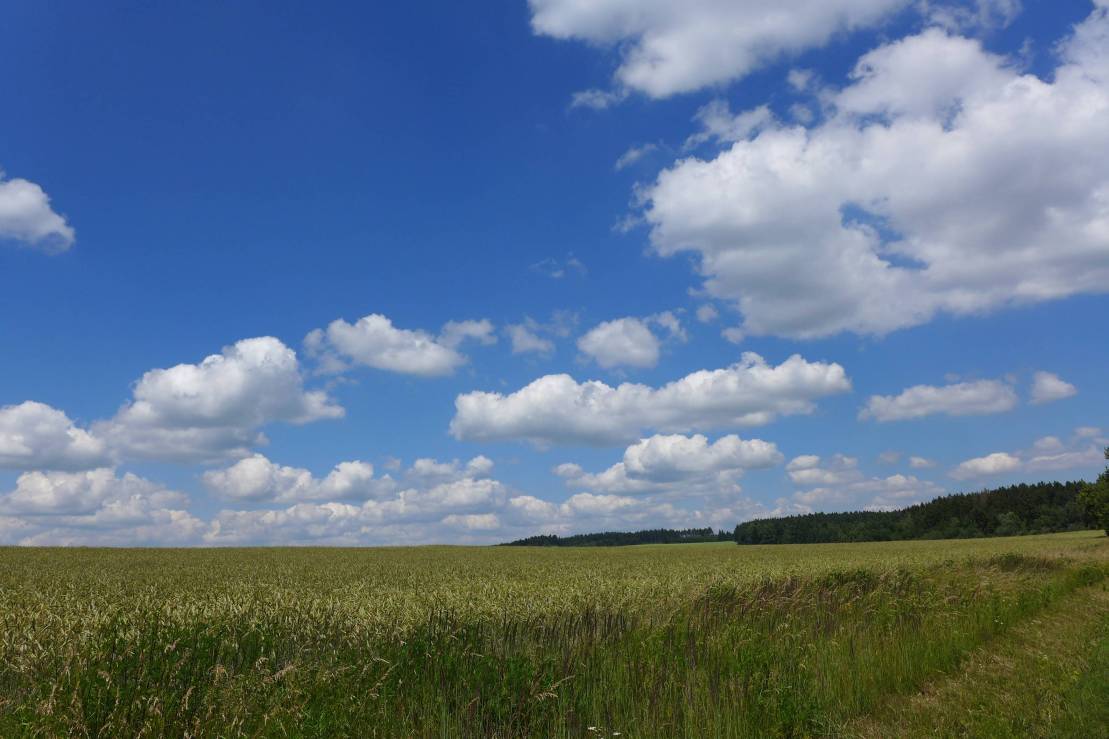 2018-06-18  Ježkovy voči  W017