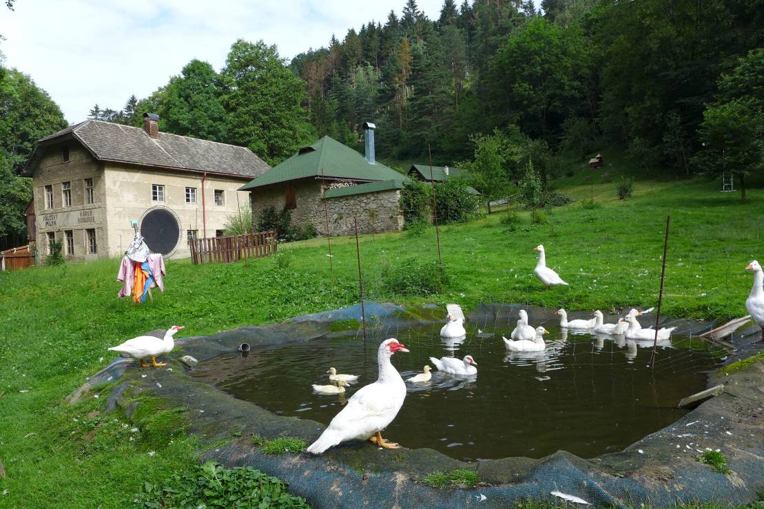 2018-06-20  Ježkovy voči  W005