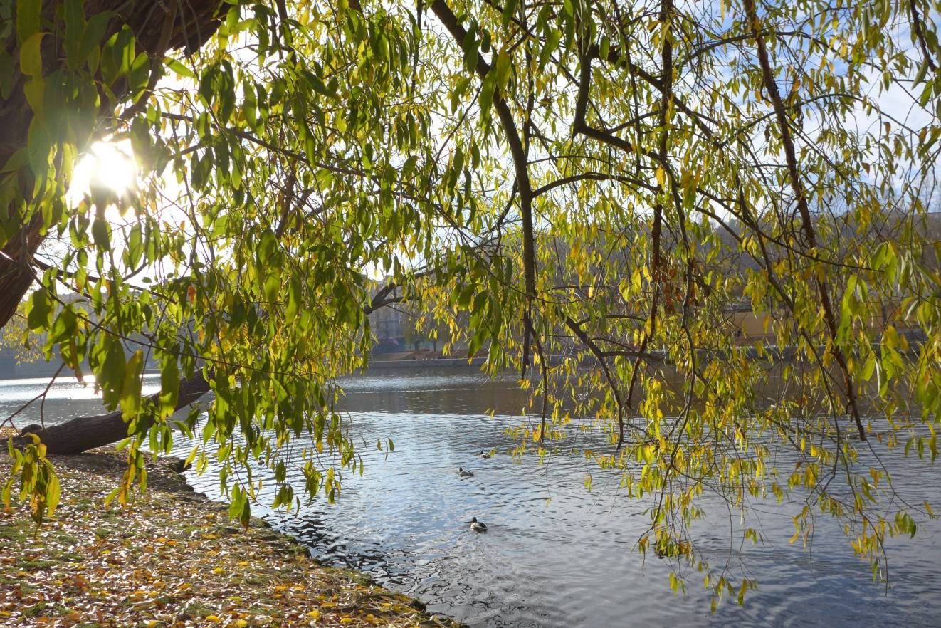 2018-11-18  Střelecký ostrov  W009