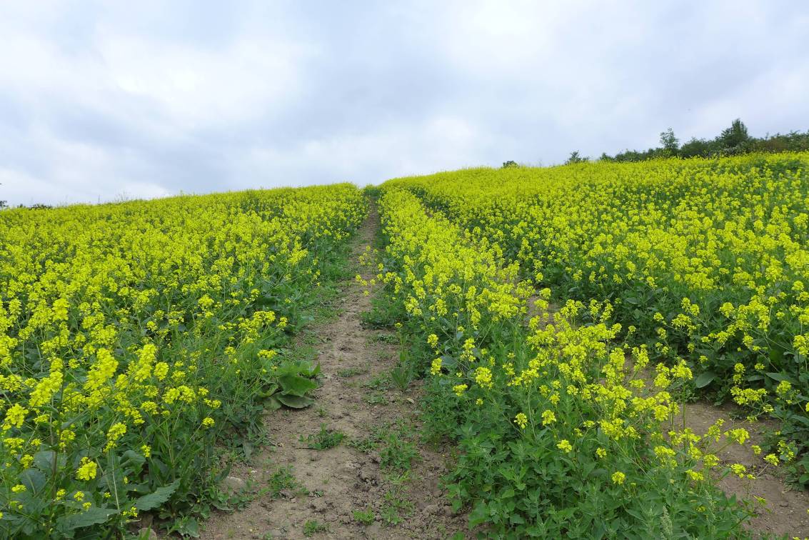 2019-05-31  Radobýl  W020
