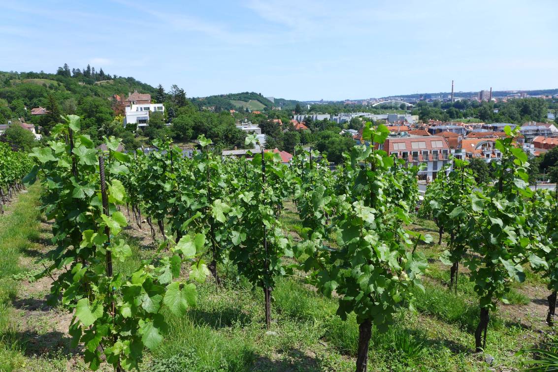 2019-06-09  Pražské vinice 2019  W018