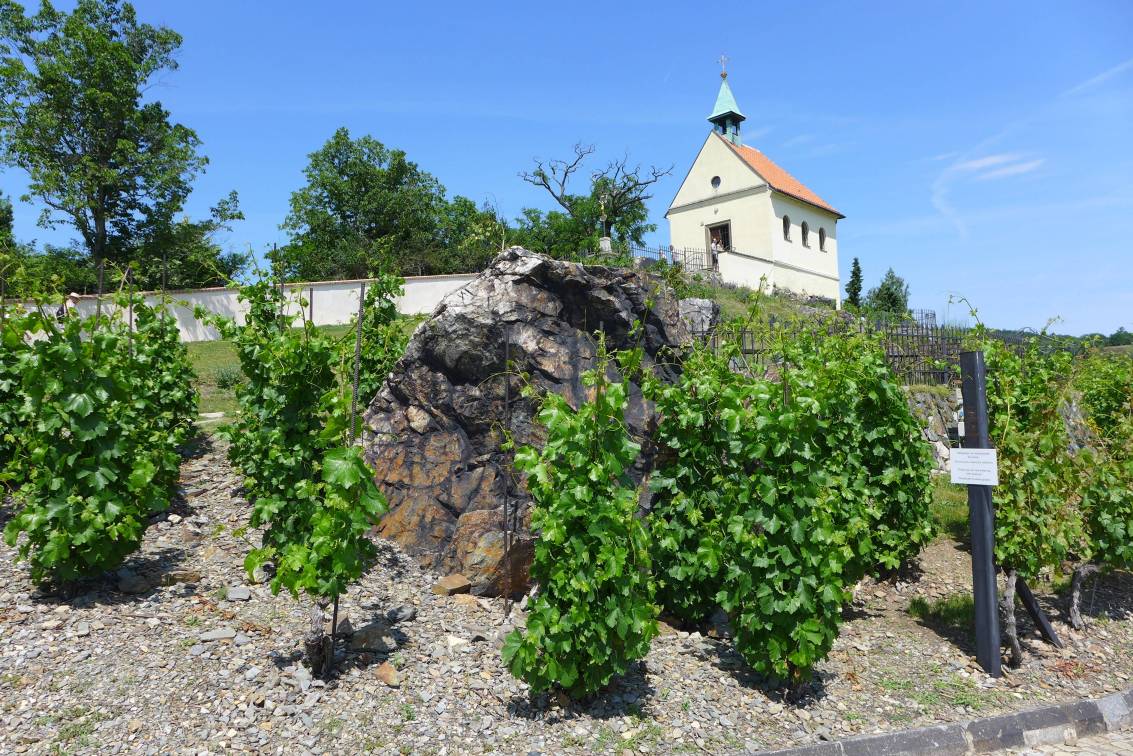 2019-06-09  Pražské vinice 2019  W021