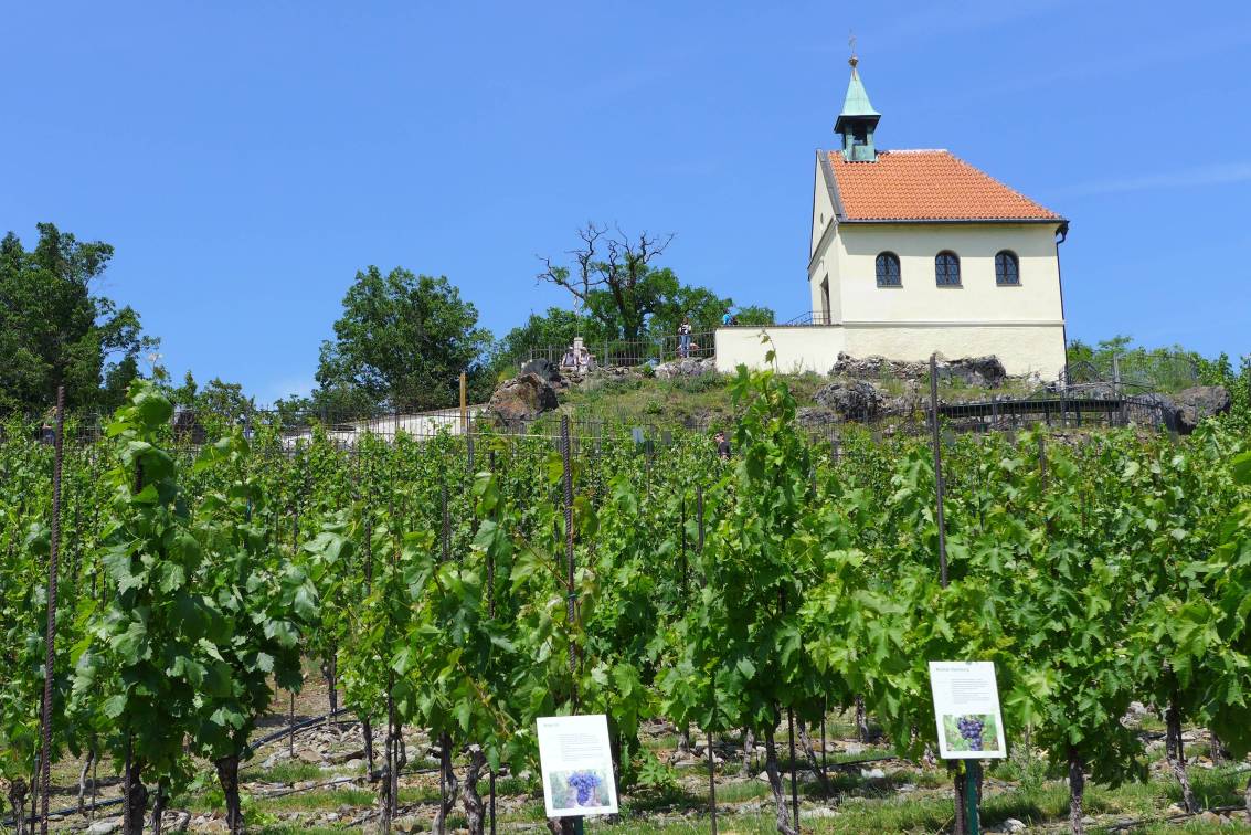 2019-06-09  Pražské vinice 2019  W017