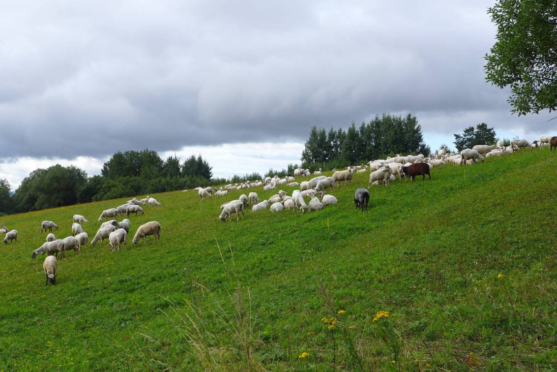 2019-08-08  Tatranští svišti  W002