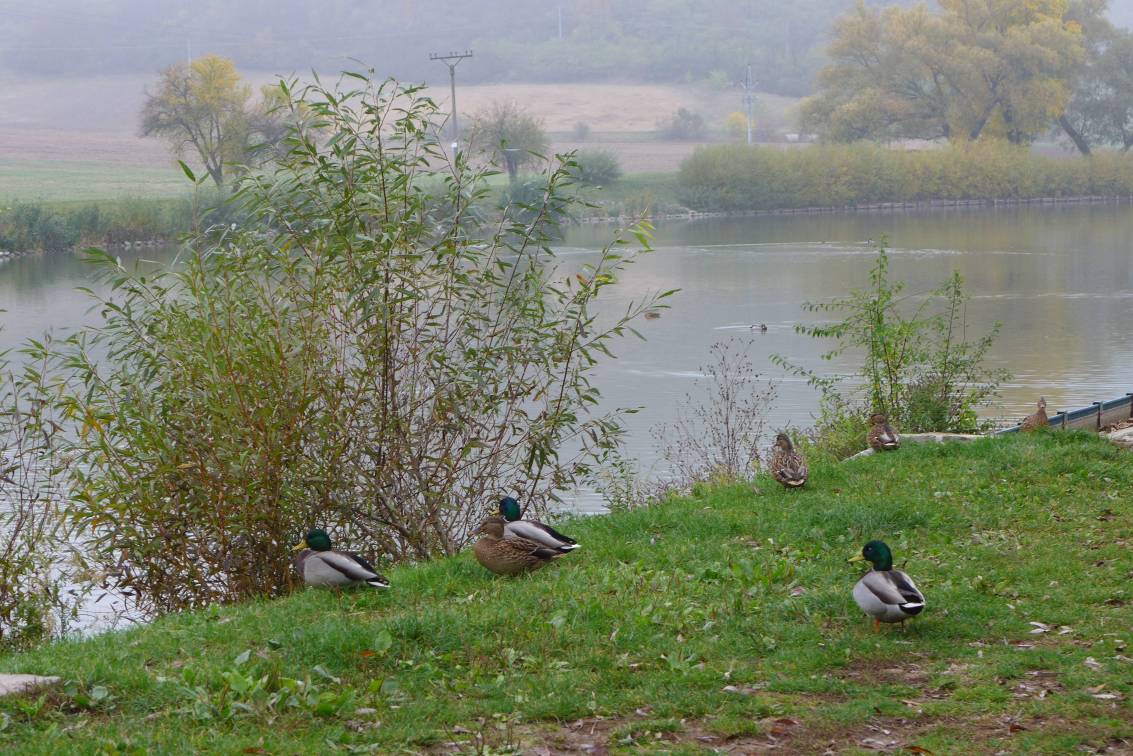 2019-10-19  Podzim v Tigálu  W006