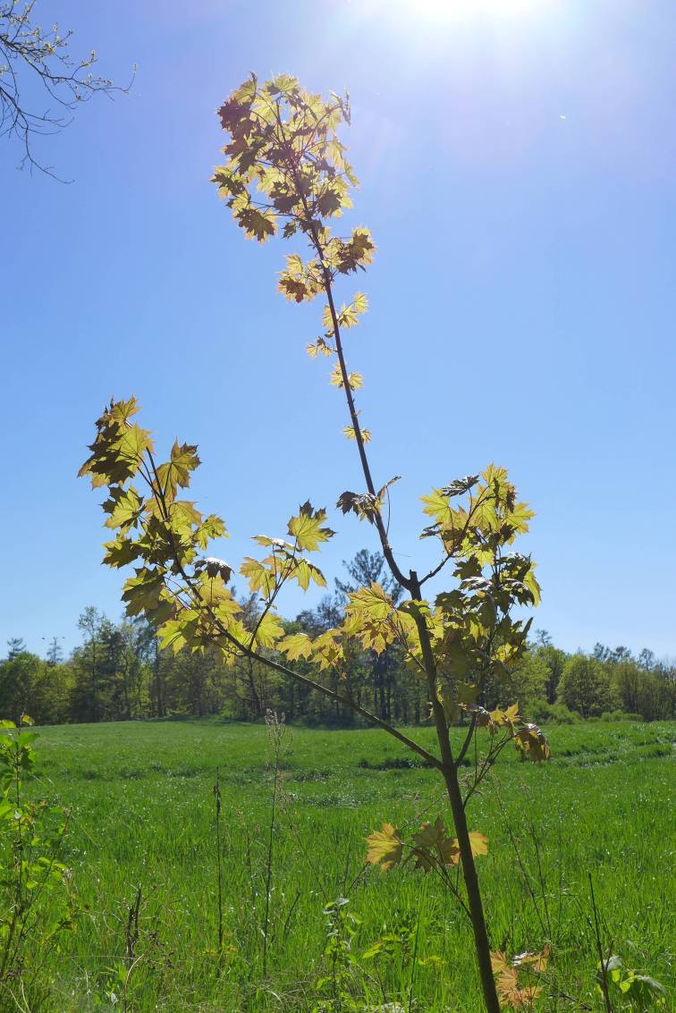 2020-05-07  Z Týnce na Zbořeňák  W030