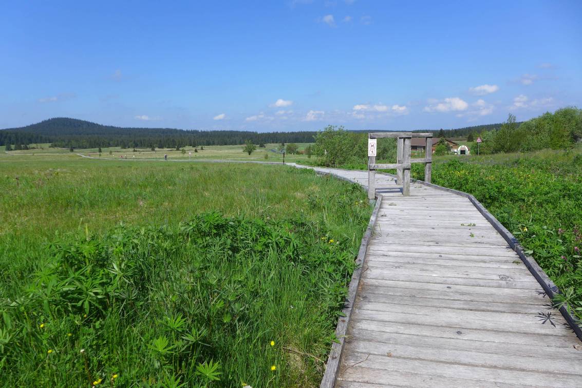 2020-06-13  Přes rašeliniště za vlkem  W004