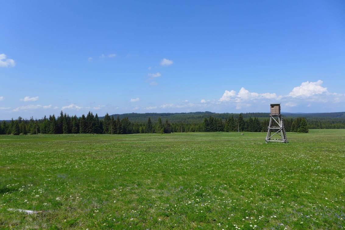 2020-06-13  Přes rašeliniště za vlkem  W016