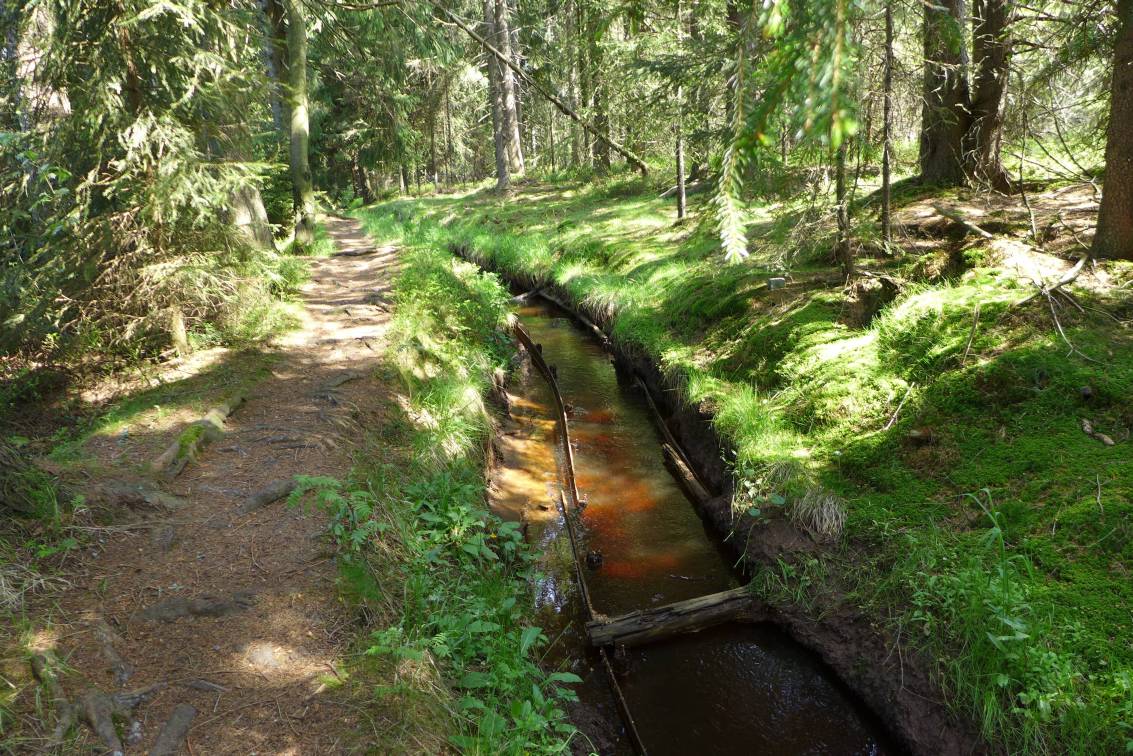 2020-06-13  Přes rašeliniště za vlkem  W036