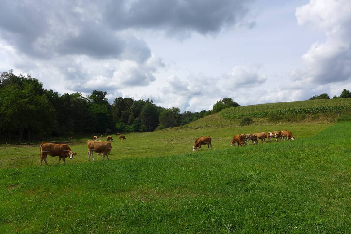 2020-08-24  Čížovka  W019