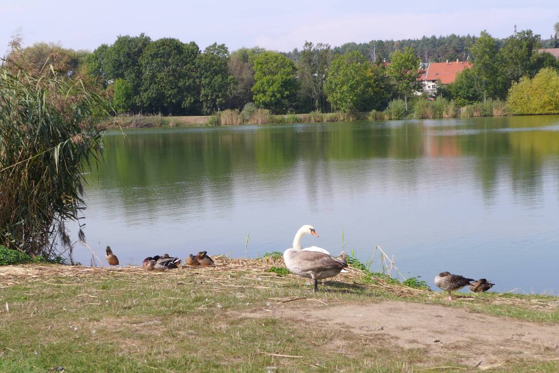 2020-09-23  Kolem pražských rybníků  019