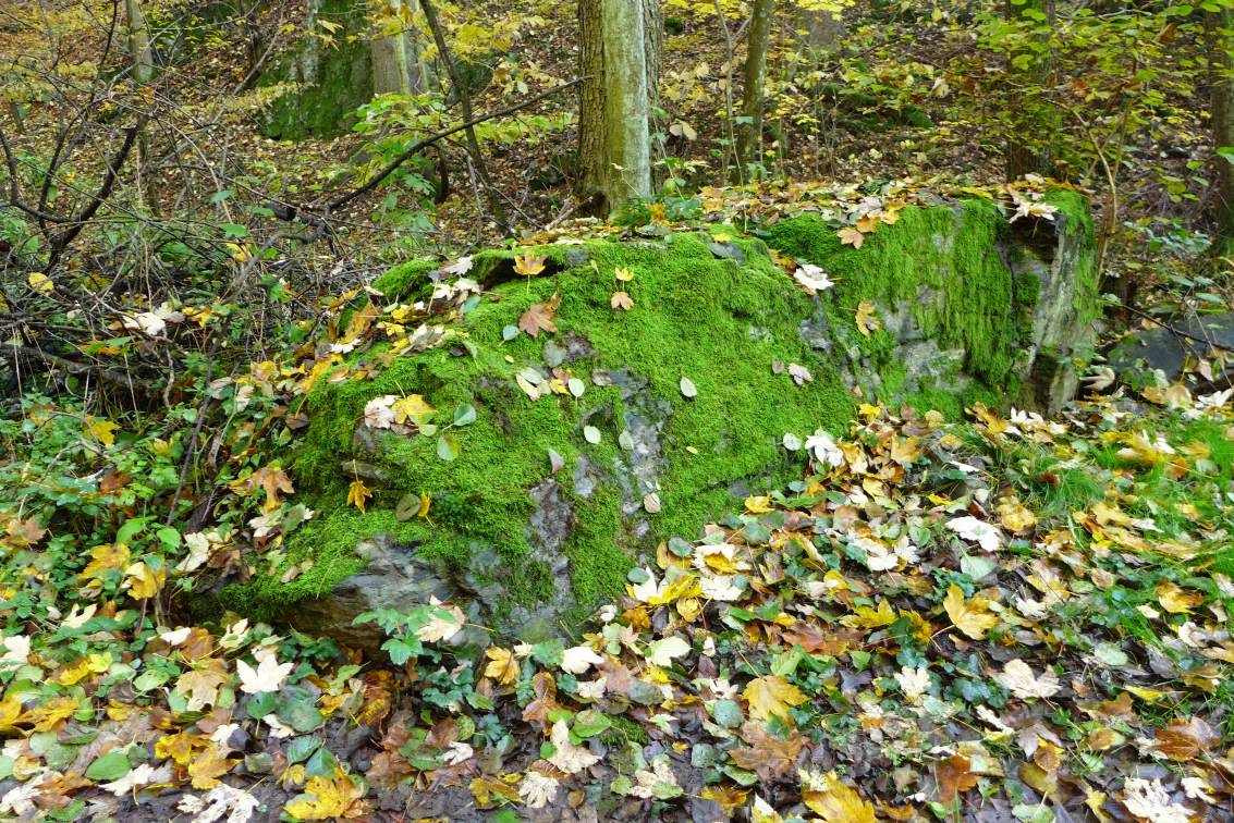 2020-10-25  Podzimní brodění  W021