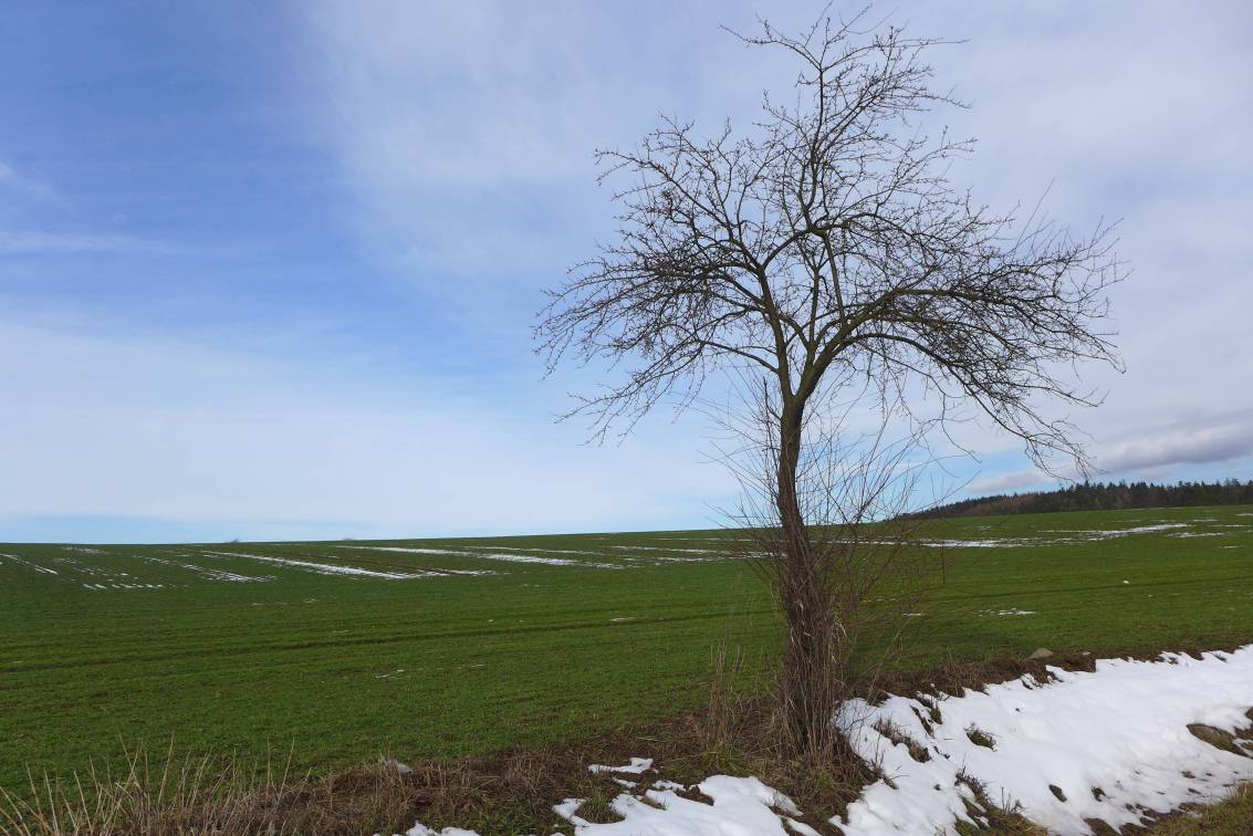 2021-02-19  S Mikešem za velrybou  W010