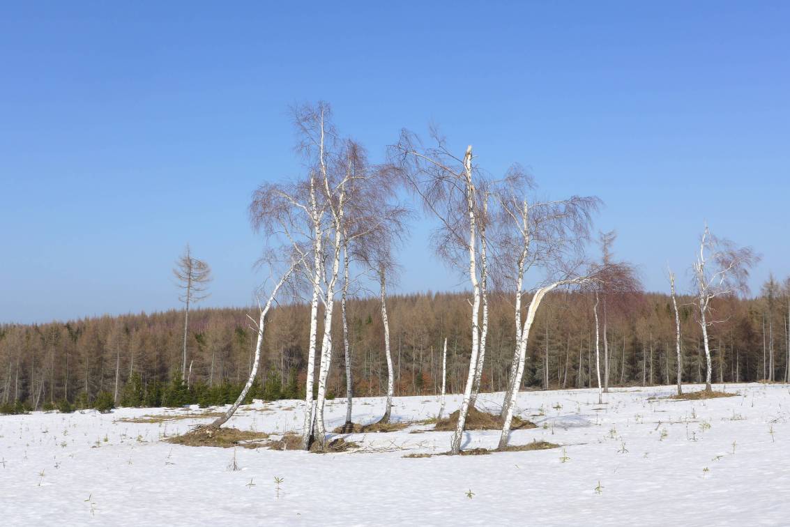 2021-02-25  Šebestián v závějích  W035