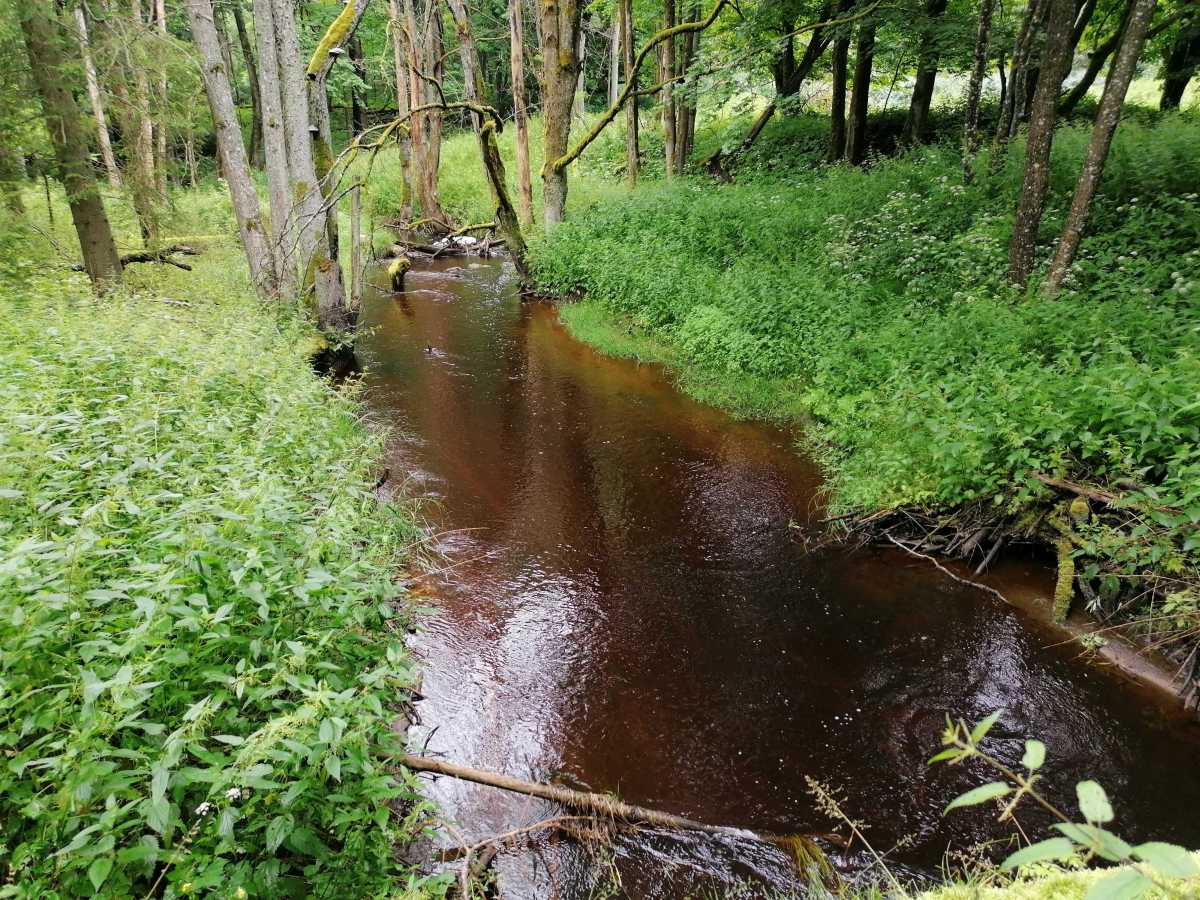 2021-07-08  Český Les  W009