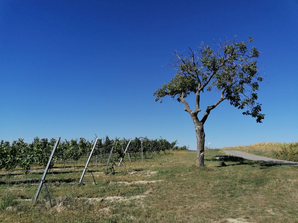 2023-09-20  ŠAŠE  W006