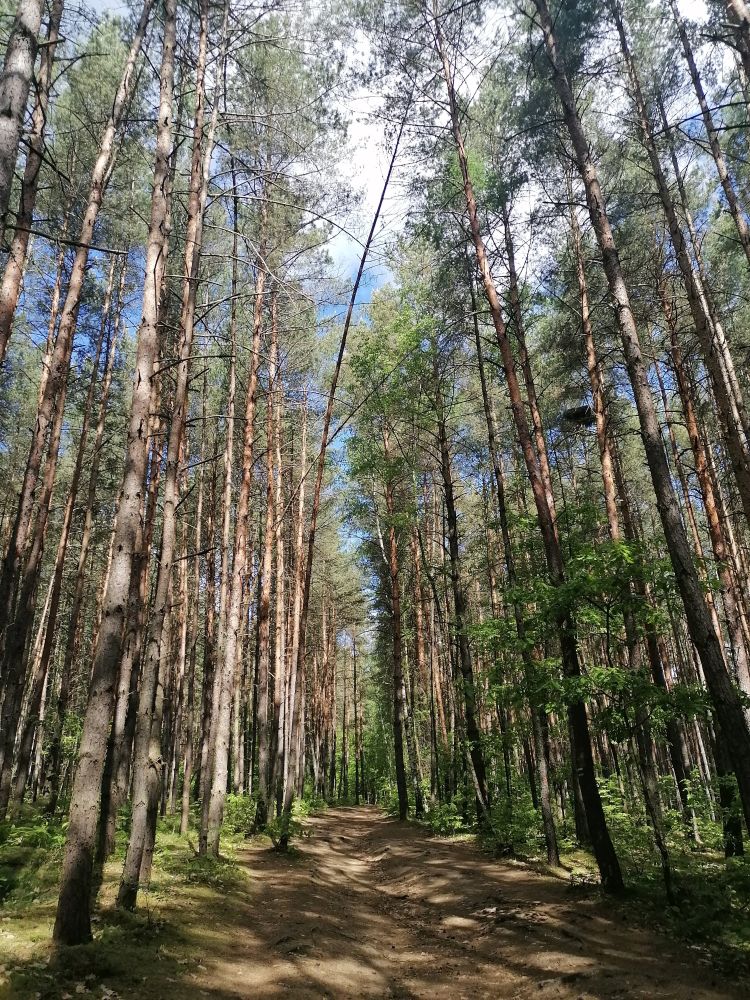 2025-05-17  Domovarnický Krkavec  W011