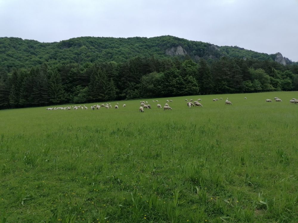 2025-05-26  Medvědáři na Súlově  W001