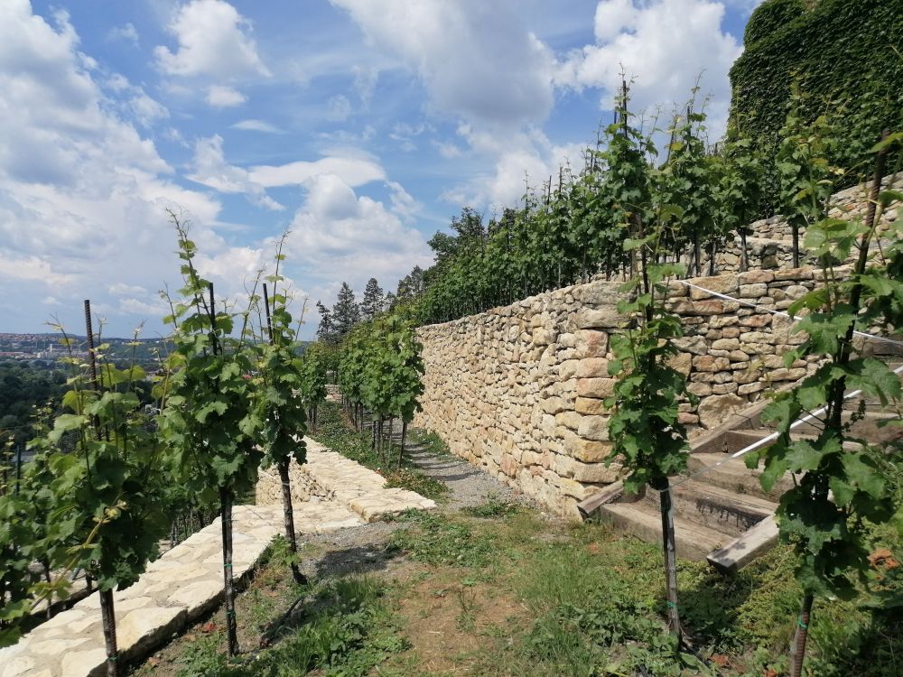 2025-05-31  Pražské vinice 2025  W010