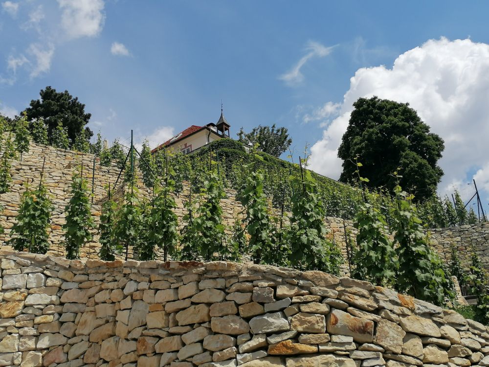 2025-05-31  Pražské vinice 2025  W013