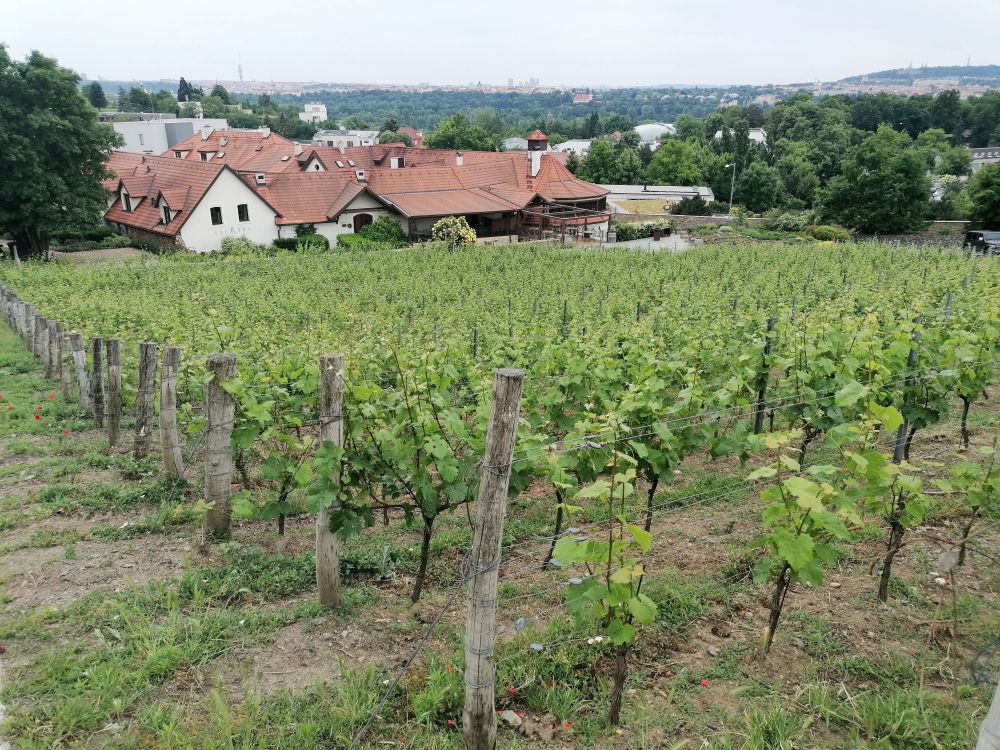 2025-06-01  Pražské vinice 2025  W006