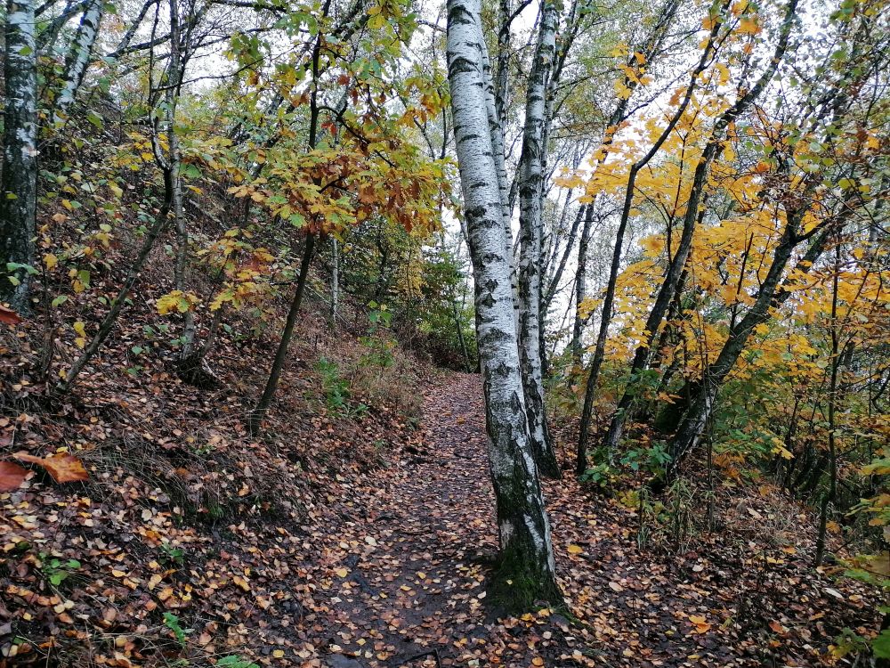 2025-10-18  Lopni Beczku  W006