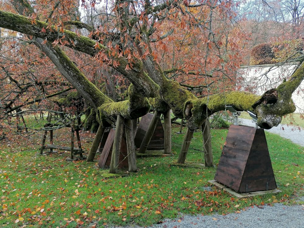 2025-10-26  Za Pány z Růže  W003