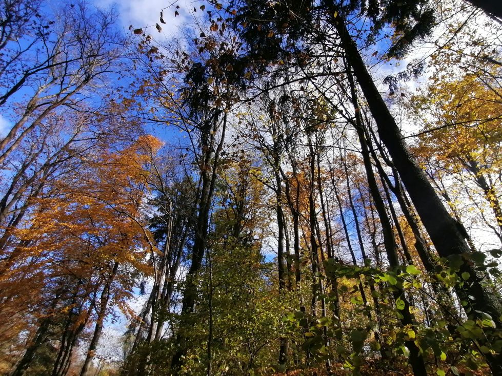 2025-10-26  Za Pány z Růže  W008