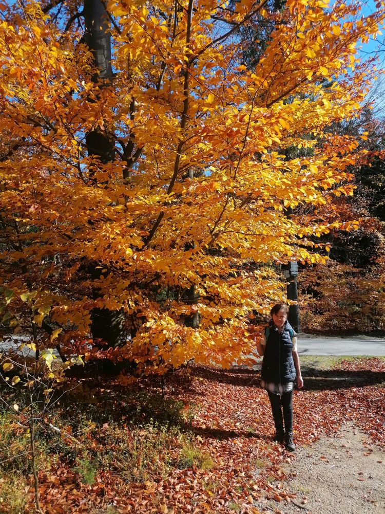 2025-10-29  Za Pány z Růže  W006