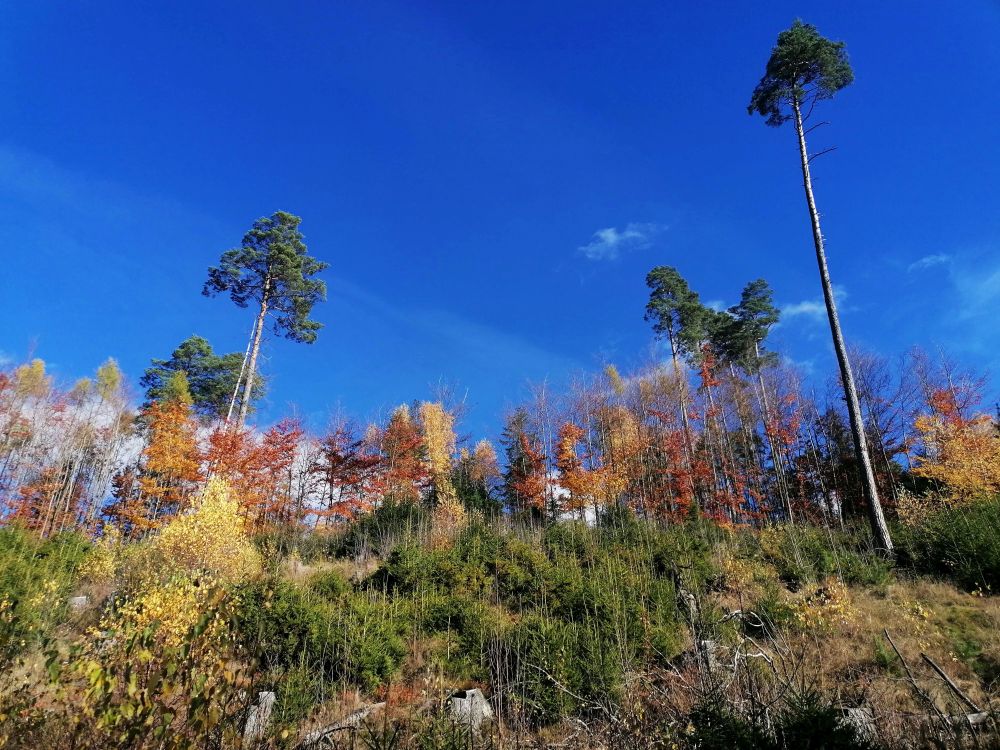 2025-10-29  Za Pány z Růže  W012