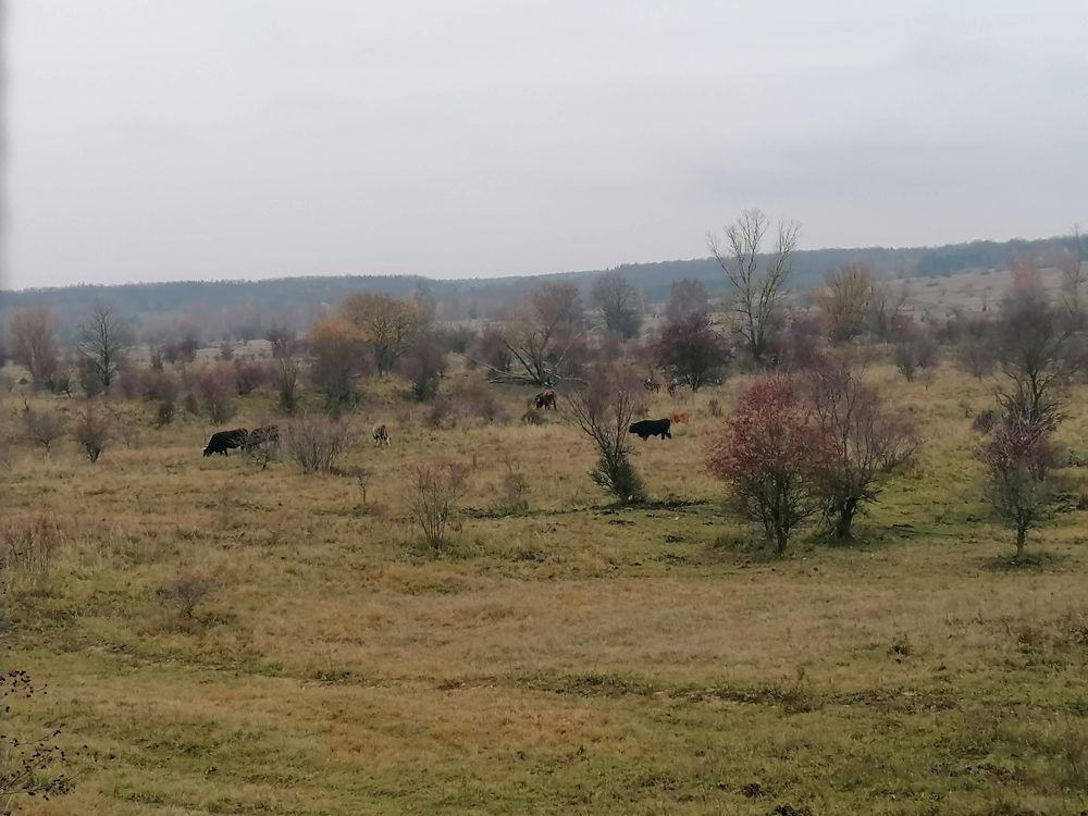 2025-11-15  Z Milovic do Všejan  W007