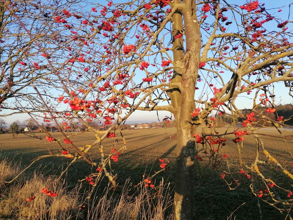 2025-11-23  Zimní Valečov  W029