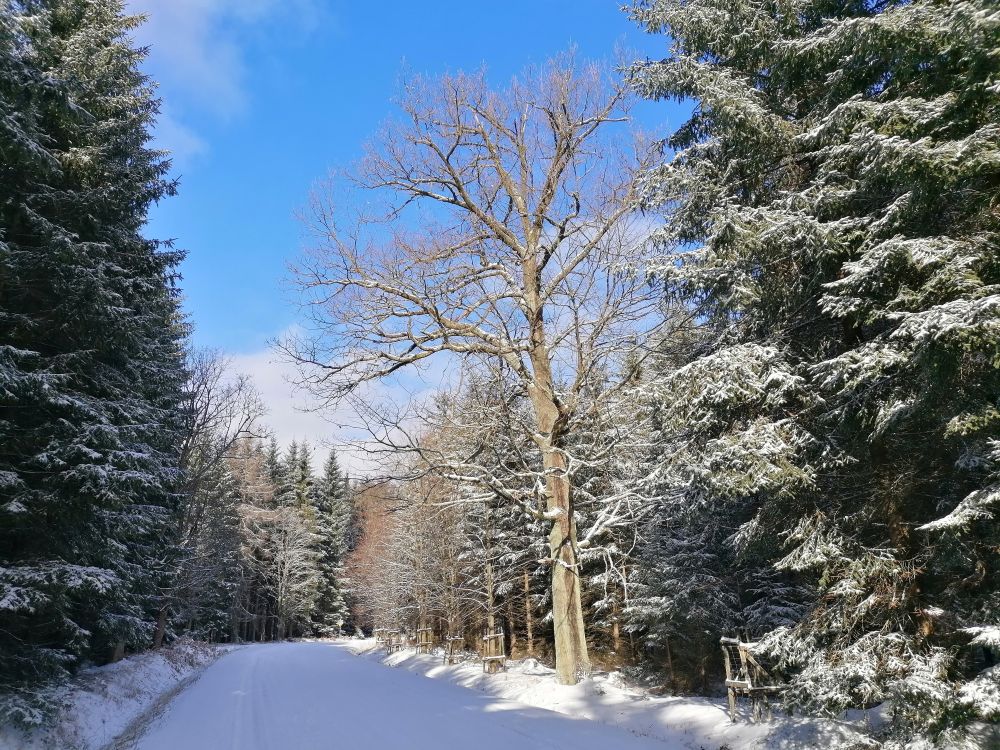 2026-02-15  Zasněžené Brdy  W009