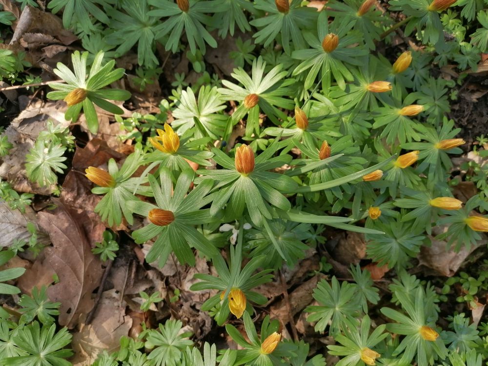 2026-03-22  Prstýnková svatba  W004