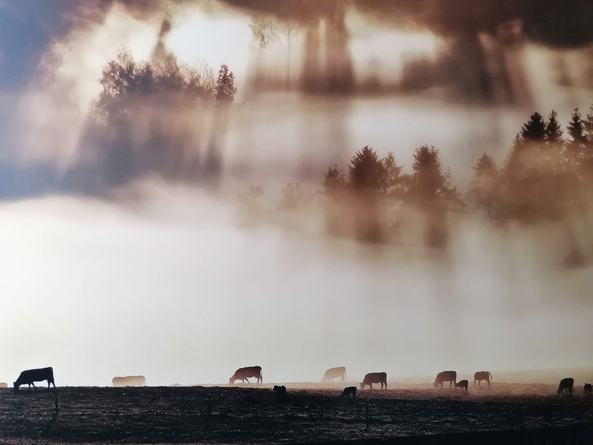 2026-09-26  Podzimní Šumava 2026  W021