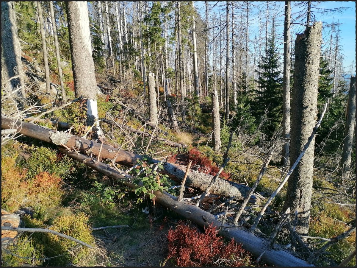 2026-09-27  Podzimní Šumava 2026  W046