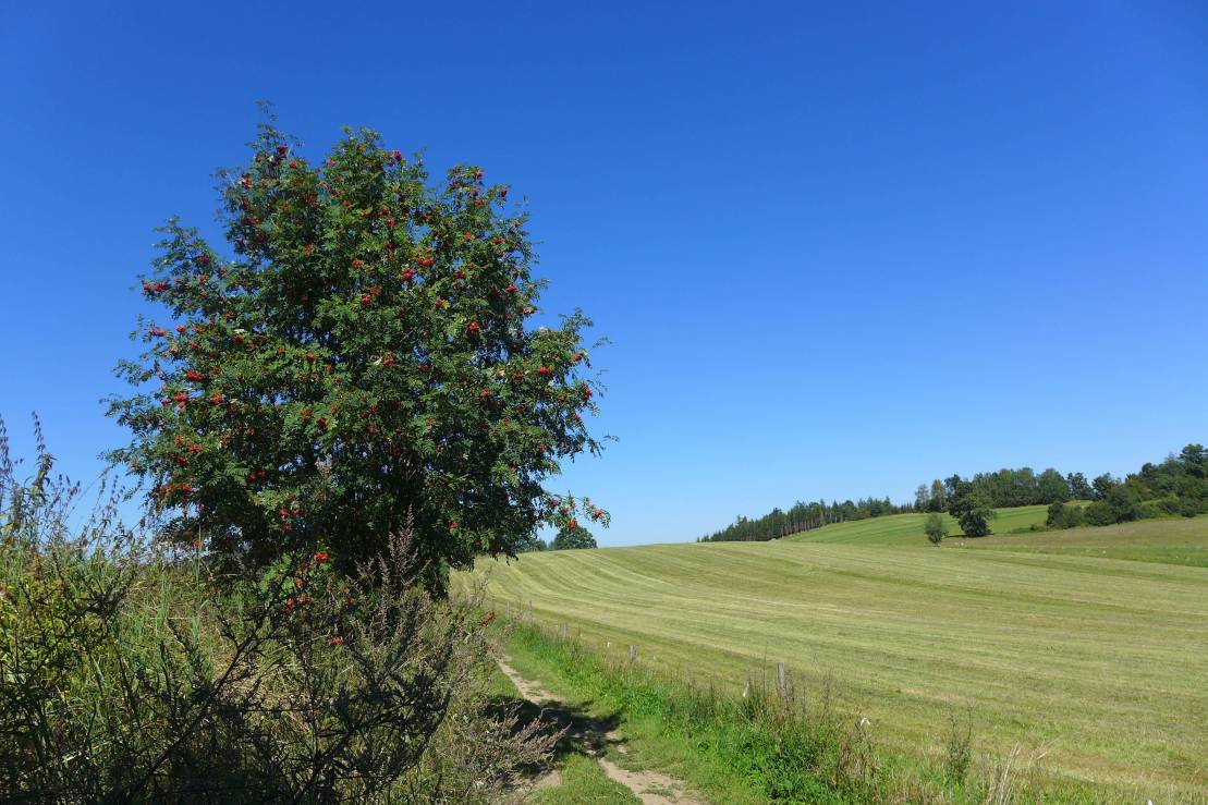 2016-08-21 Stříbrný pstruh W062