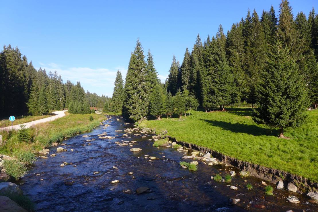 2016-08-21 Stříbrný pstruh W077