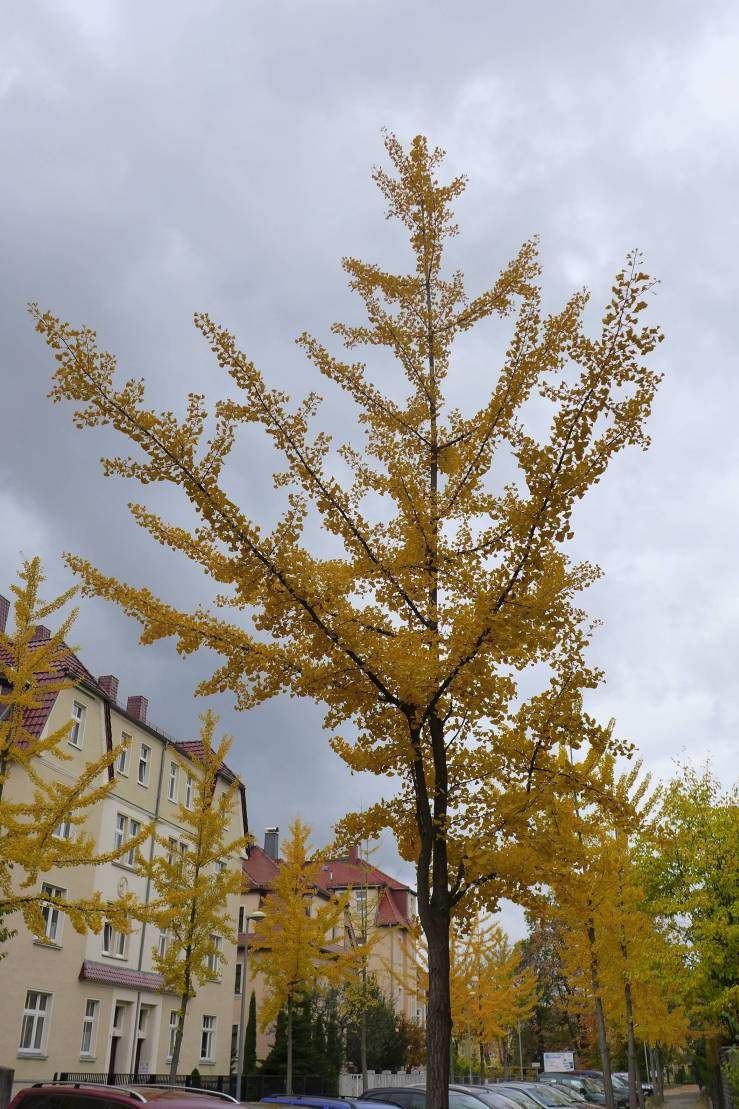 2016-10-29  Kocouři v Lužici W025