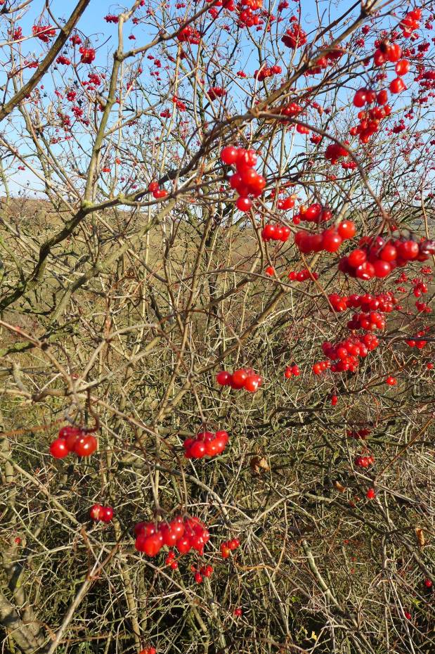 2016-11-14 Otevřené sklepy W006