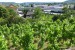 2019-06-08  Pražské vinice 2019  W004