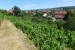 2019-06-08  Pražské vinice 2019  W006